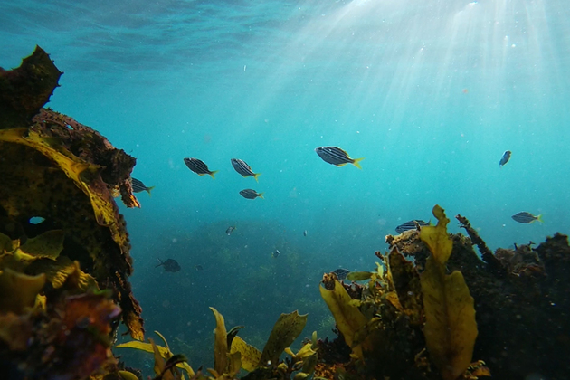 AUSTRALIA-TROPICAL FISH-MIGRATION-RESEARCH