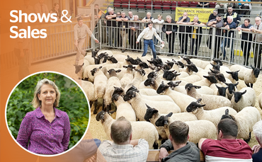 OPINION: Drought conditions aren't detering sheep buyers