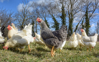 Pig and poultry special: New trial looks at feasibility of dual-purpose poultry systems  