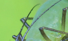 New aphid species found