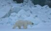 Photographed: a polar bear in Arctic habitat