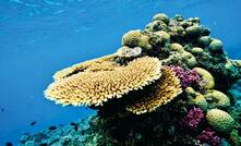 Greenpeace has called for Carmichael to be canned to save the Great Barrier Reef.