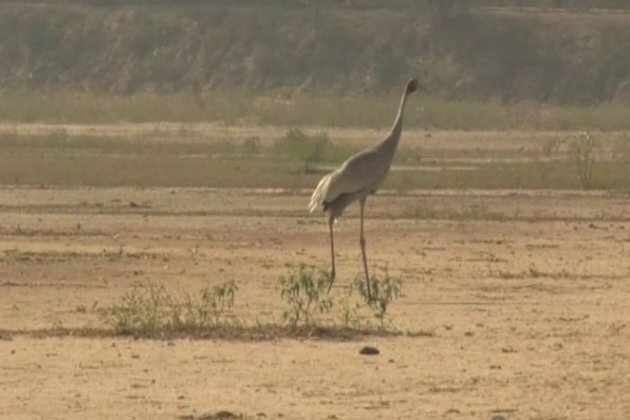 Water of Lilaur lake getting poisonous, migrant bird numbers fall