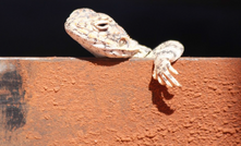  Yangibana has been 'shovel ready' since 2019