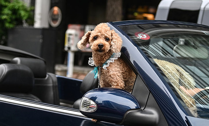 First dog to test positive for coronavirus in US dies: report First dog to test positive for coronavirus in US dies: report