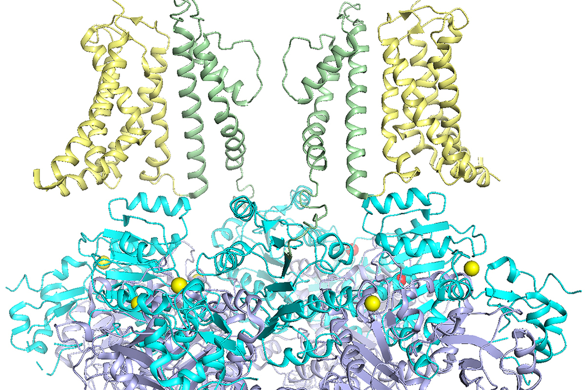 Genetic mutations in potassium ion channel target of new drug development - The Source - WashU