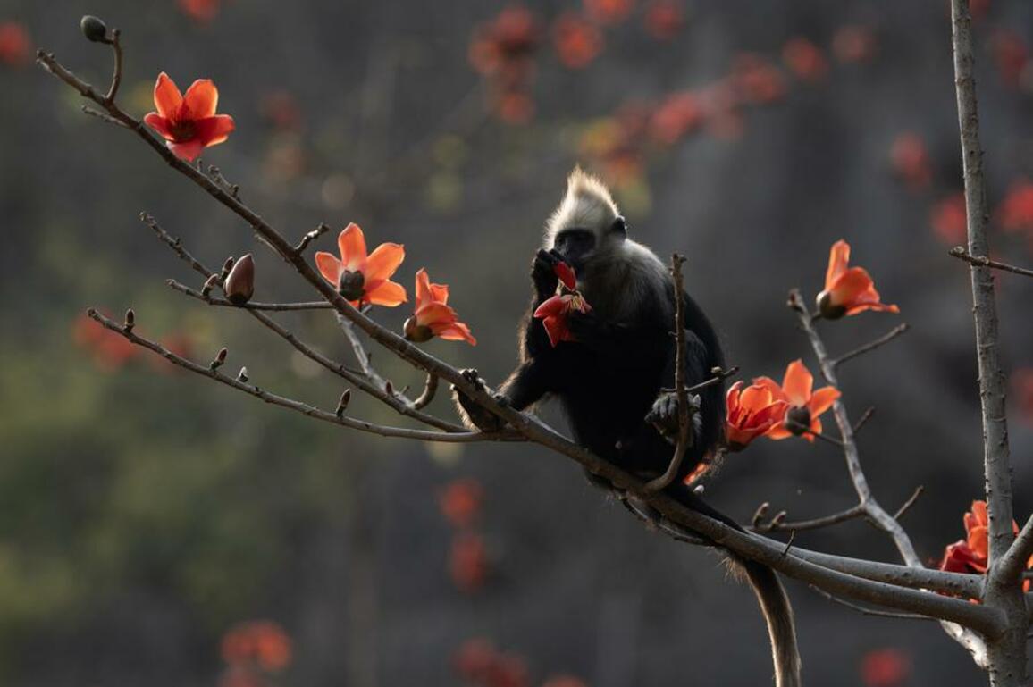 EnchantingGuangxi | White-headed langurs spotted in silk cotton trees in S China's Guangxi