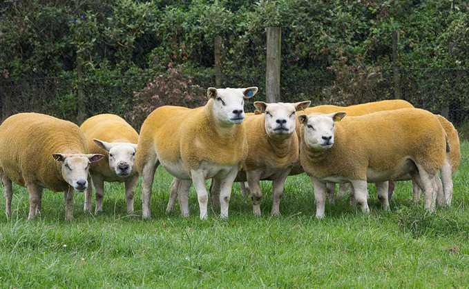 Plans in place for continuity of sheep and goat health scheme