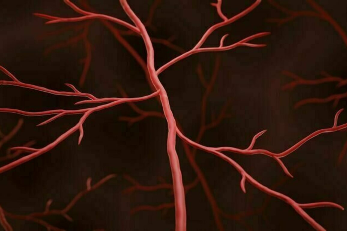 Muscle weakness in cancer survivors may be caused by treatable weakness in blood vessels - new research