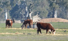  Eye cancers are most commonly seen in Hereford or Poll Hereford cattle or white-faced Friesians.