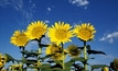 Sunflowers a viable alternative to rice and cotton