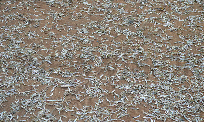 Silver fish: Cheap and nutritious Silver fish: Cheap and nutritious