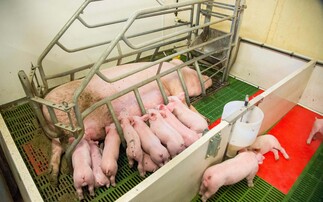 Letters: "British farmers risk being abandoned again by animal welfare reform"