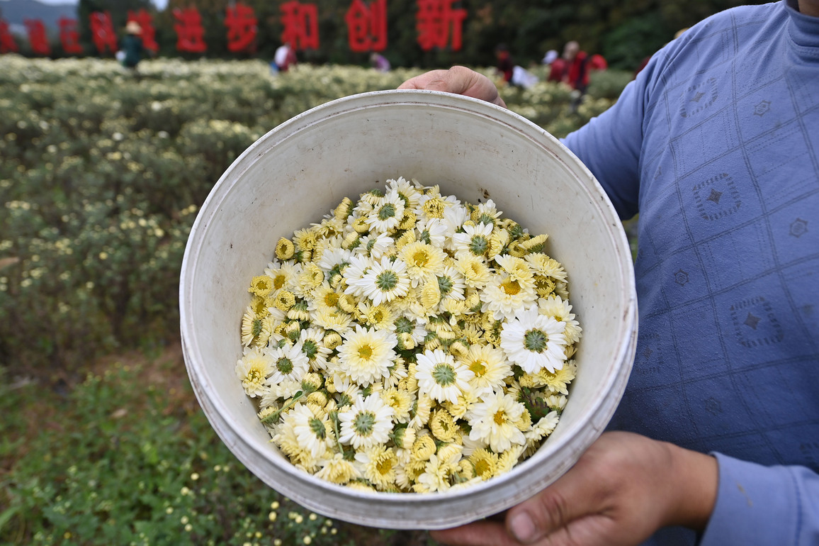 CHINA-CHONGQING-CHRYSANTHEMUM INDUSTRY (CN)