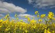 Handling herbicide resistance in canola