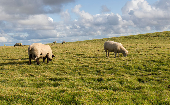 Sheep farmers say flocks could have reduced the risk of wildfires