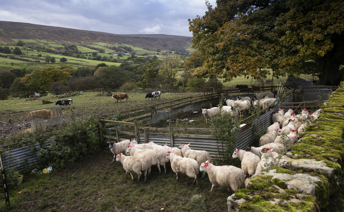 Swathes of UK farmland used for livestock and animal feed rather than crops to feed people, according to WWF