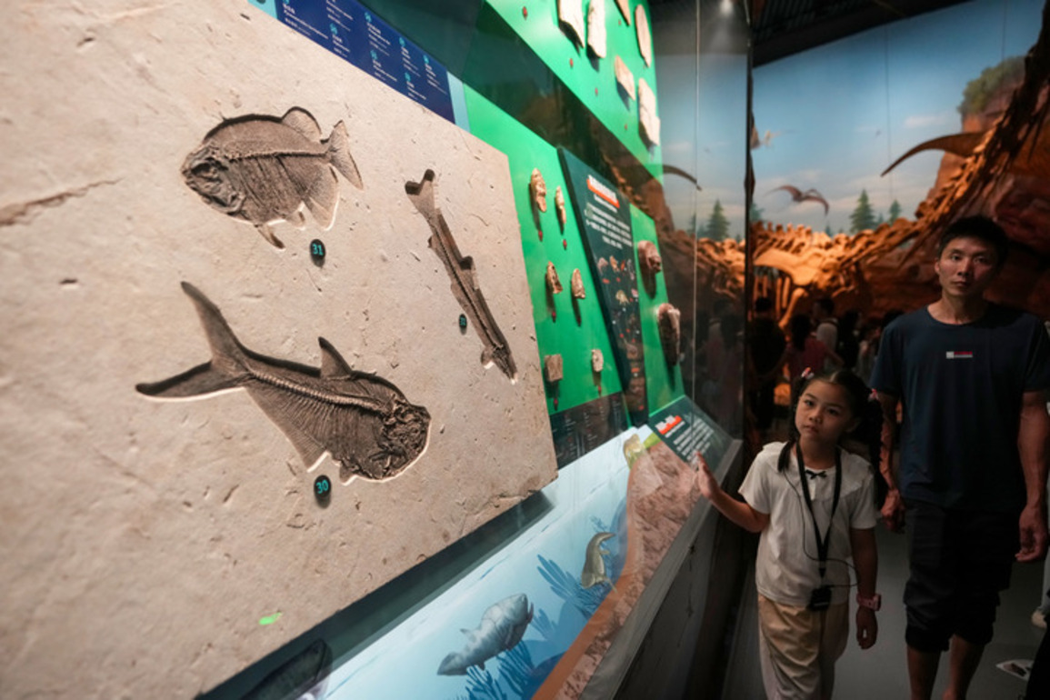 Scientists trace early animal life boom before Cambrian explosion