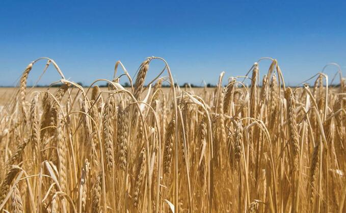 Challenging season delivers variable barley yields