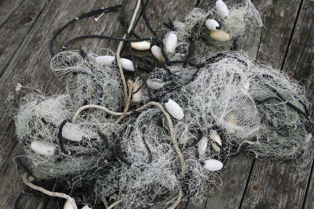 Ocean Shock: Fish Flee for Cooler Waters, Upending Lives in US South