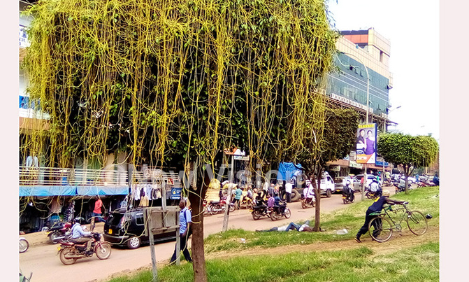 Dangerous plant invades Kampala Dangerous plant invades Kampala