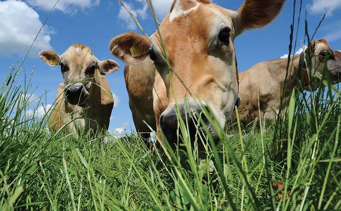 Inquiry launched after 100 cows die on dairy farm