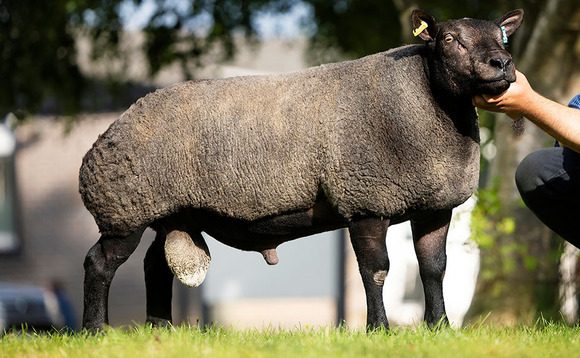 Sunnybank Fergus sets new Blue Texel record of 30,000gns