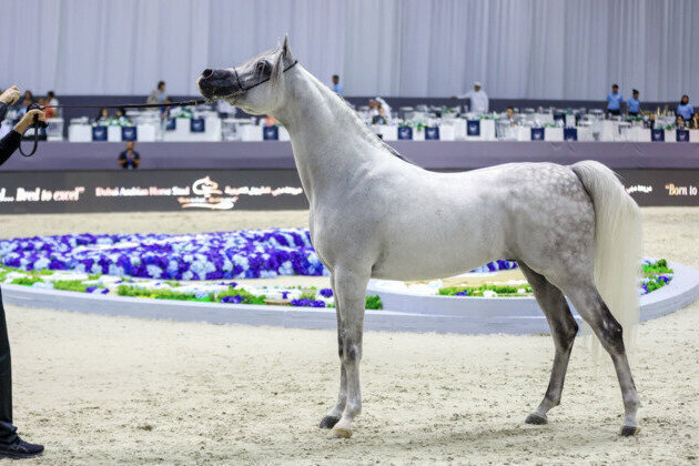 Dubai International Arabian Horse Championship 2026 to kick off Friday