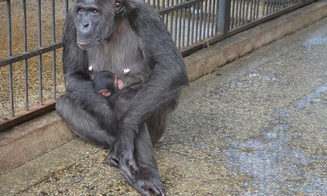 UWA tightens laws on primates' tour as Ngamba restricts visitations UWA tightens laws on primates' tour as Ngamba restricts visitations