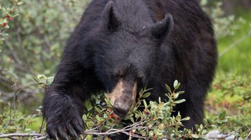 New figures from Statistics Canada (StatCan) and ABARES reinforced a bearish tone for grain and oilseed prices. 