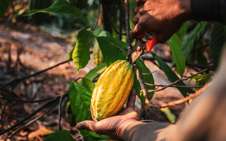 Cocoa Coalition urges EU to adopt deforestation regulation 'as speedily as possible'