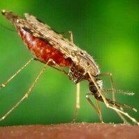 Malaria scorecard: battles have been won and advances made, but the war isn't over