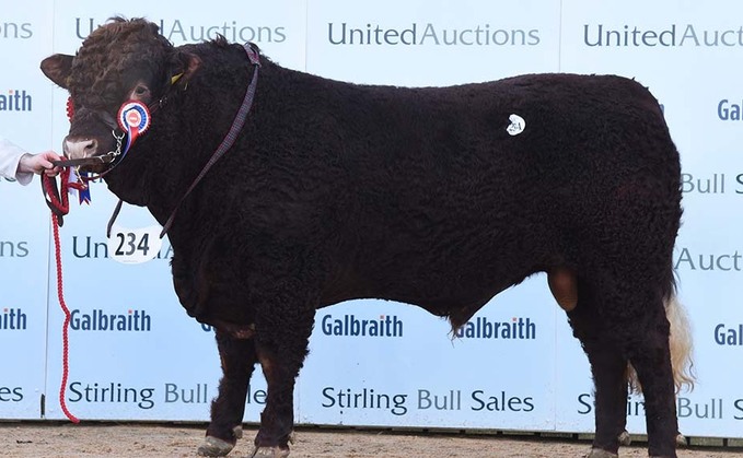 STIRLING BULL SALES: Salers realise 8,000gns