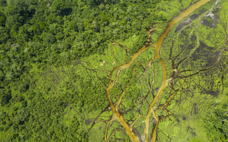 Study: Protecting tropical forests could save pharmaceutical industry up to $1.2tr