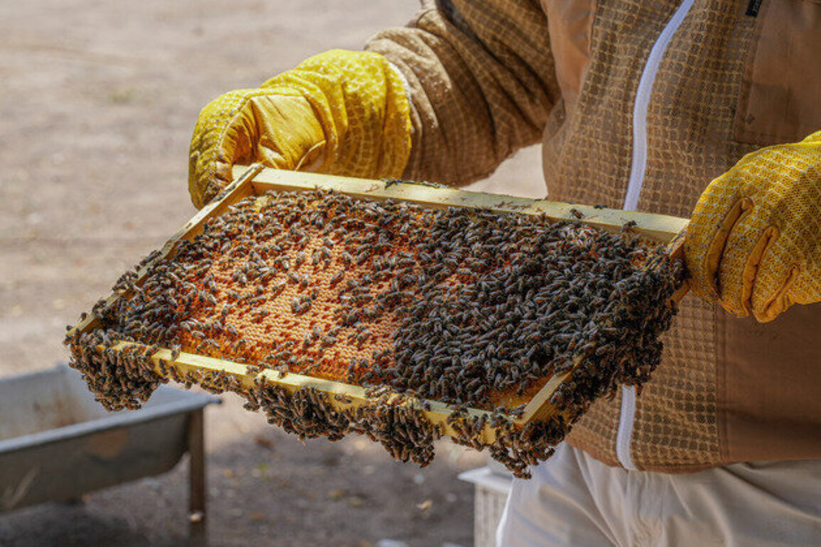 ADAFSA begins production of 11th generation Emirati queen bees