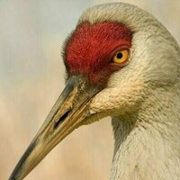 The surprising recovery of once-rare birds