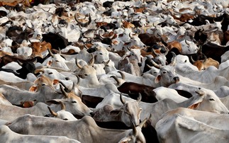 Indian dairy sector continues to develop