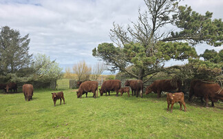 How a switch to regenerative farming is benefitting a Welsh livestock farm