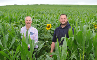 Sunflowers a valuable source of protein for Holstein herd near Cardigan