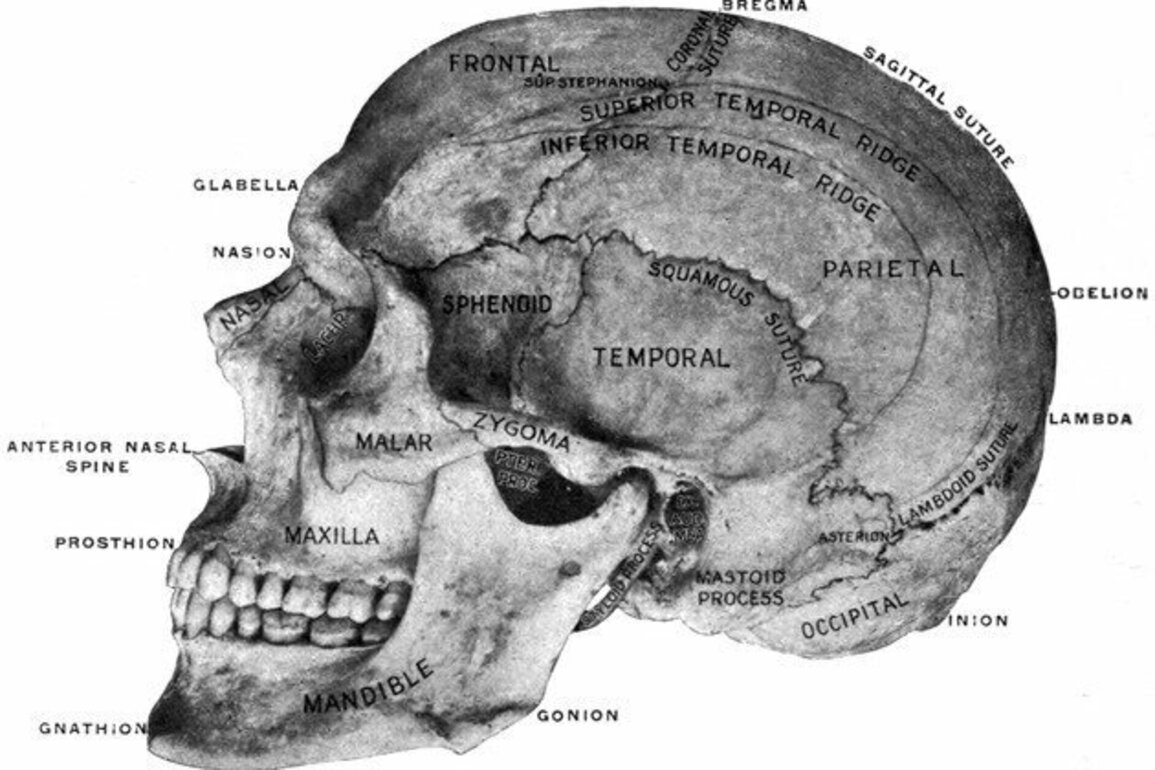 How the racist study of skulls gripped Victorian Britain's scientists