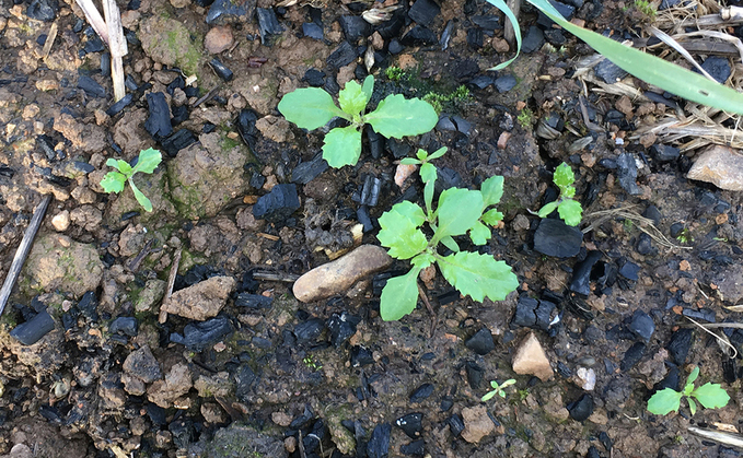 Top tips for maximising spring weed control in cereals