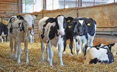 What is the link between nutrition and pot-bellied calves?  