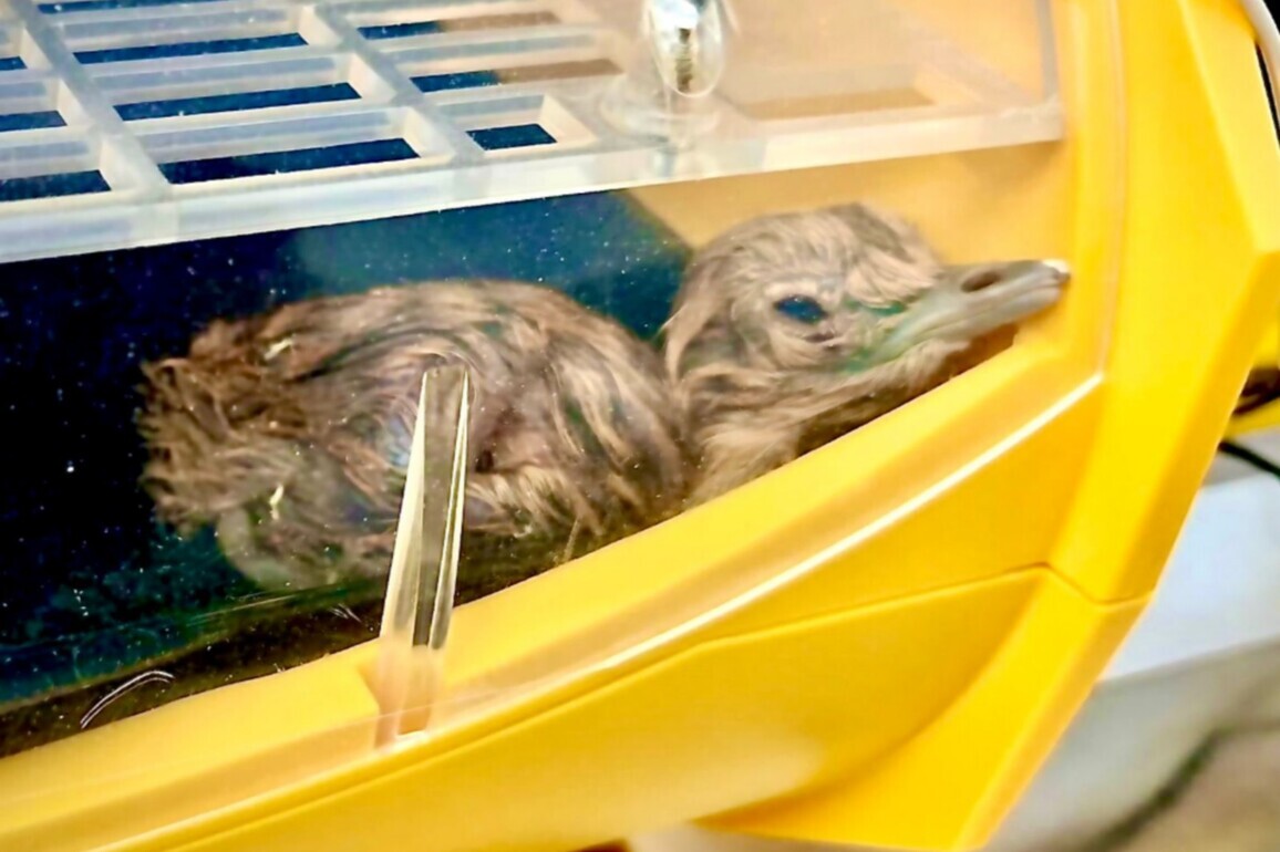 Project Great Indian Bustard: Captive population hits 70 as two new chicks hatch in Rajasthan
