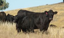 IVF technology can be used to greatly increase the rate of genetic gains without compromising animal welfare and future production. 