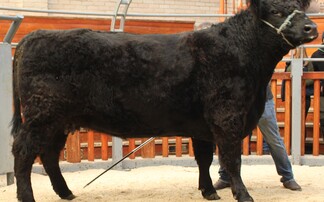 Strong demand at dispersal of  Balgray Galloway cattle