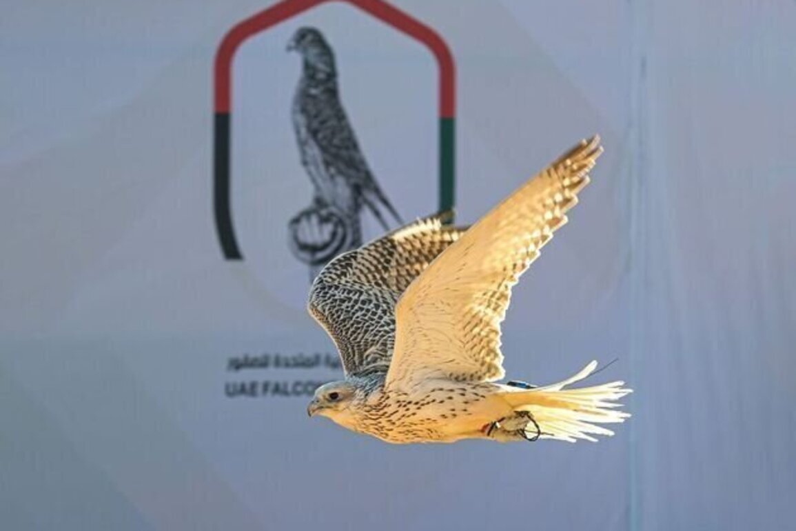 Inaugural Emirates Falcon Racing International Cup in Kuwait showcases heritage sport's rising trajectory