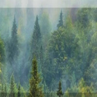 Centre releases new rules for calculating Green Credit for tree plantation, focuses on canopy density