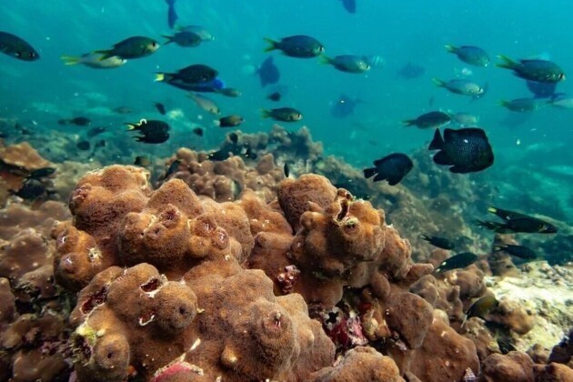 NYUAD study explores climate change impact on coral reefs