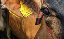 Farmer fined after reusing dead cattle's ear tags