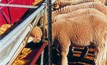 Volatile times for Aussie sheep industry